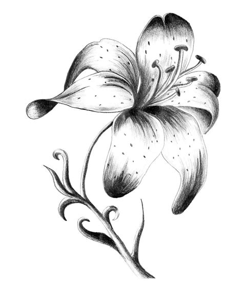 Lily tattoo drawings. Things To Know About Lily tattoo drawings. 